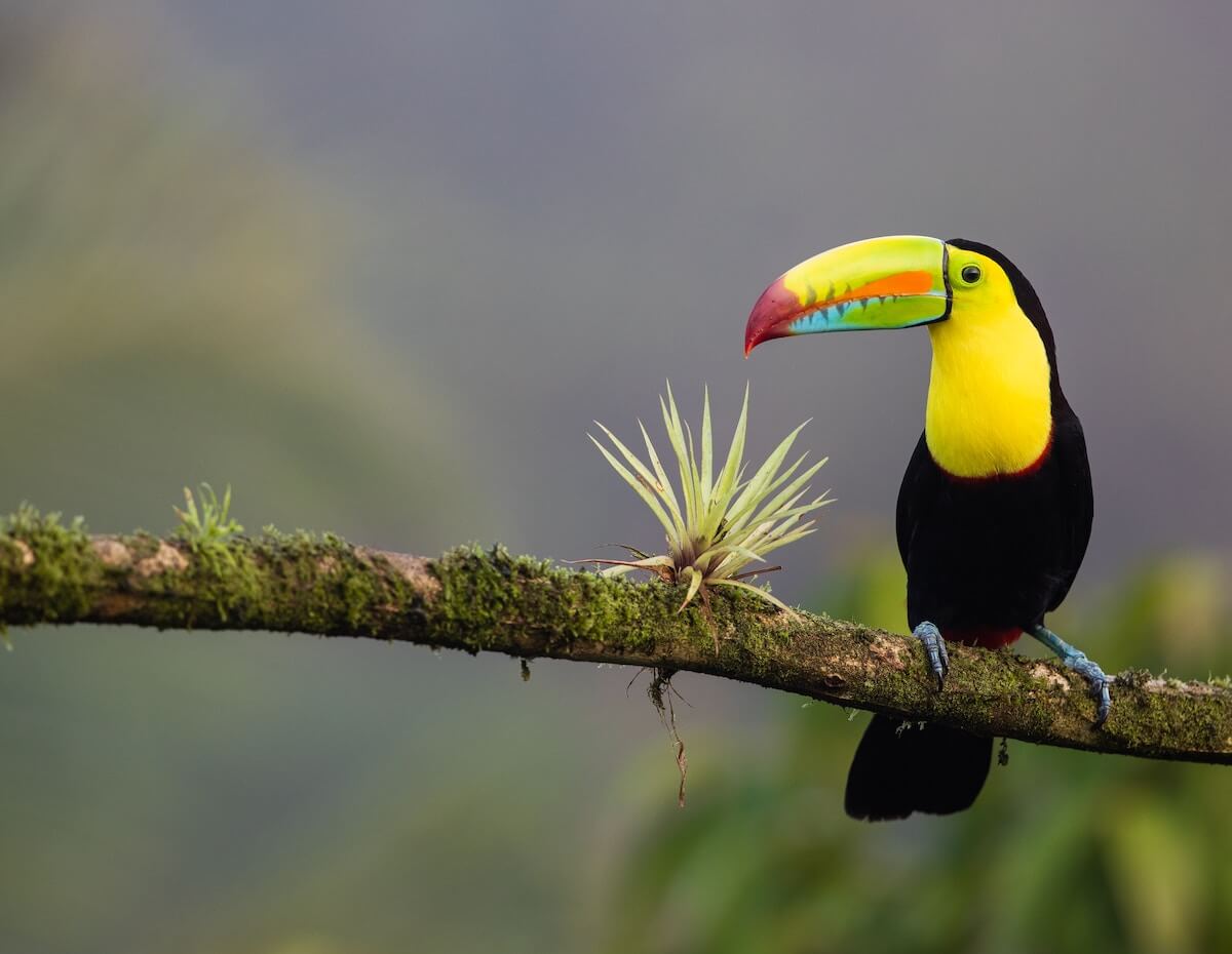 Toucan in Beautiful Costa Rica