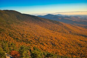 Aerial View of Foliage During Sunset