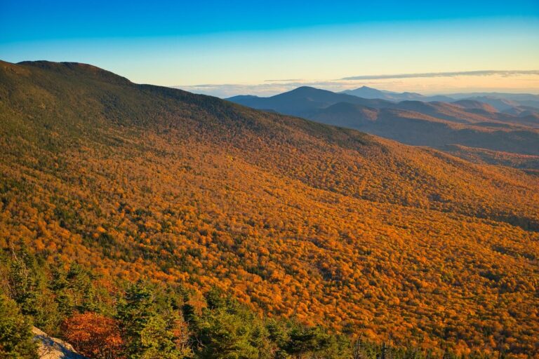 Aerial View of Foliage During Sunset