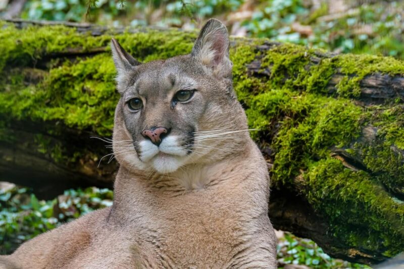 30 Fun Facts About Florida That Make It So Unique 11 Panther in Florida