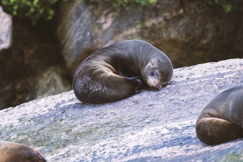 Sleeping Seal on a Rock