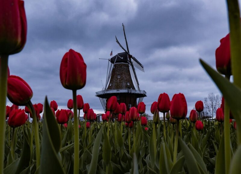 Day Trips from Chicago: Trails, Parks & Landmarks 2 Windmill Island Gardens Tulips
