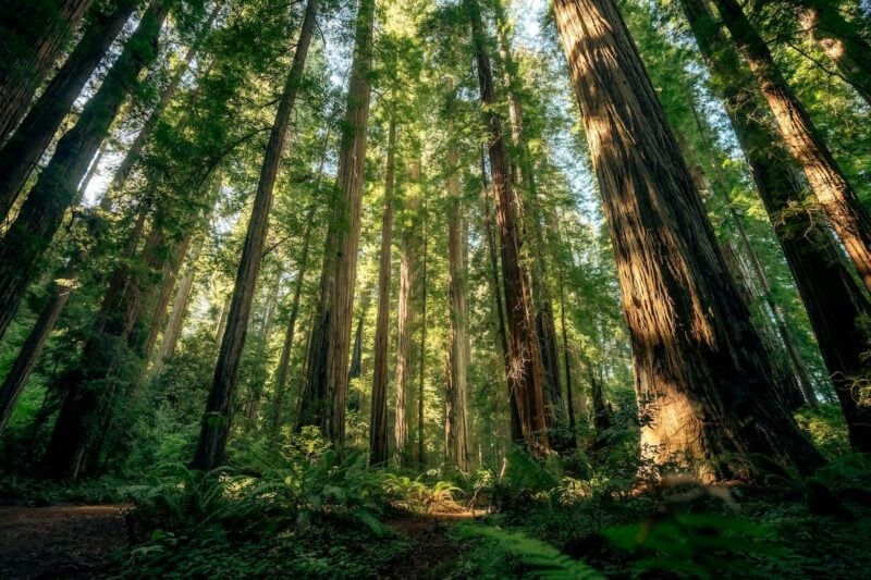 Northern California RV Camping | 15 Best RV Campgrounds 5 Redwood National and State Park, California