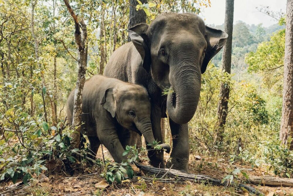 5 Bucket-List Experiences in Koh Samui That Are Actually Worth the Hype 2 Elephants in Thailand's Nature